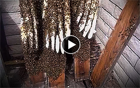 Honeybee Removal Irvine